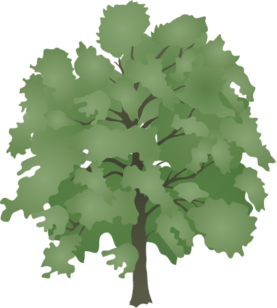 American Tulip Tree (Liriodendron Tulipifera)