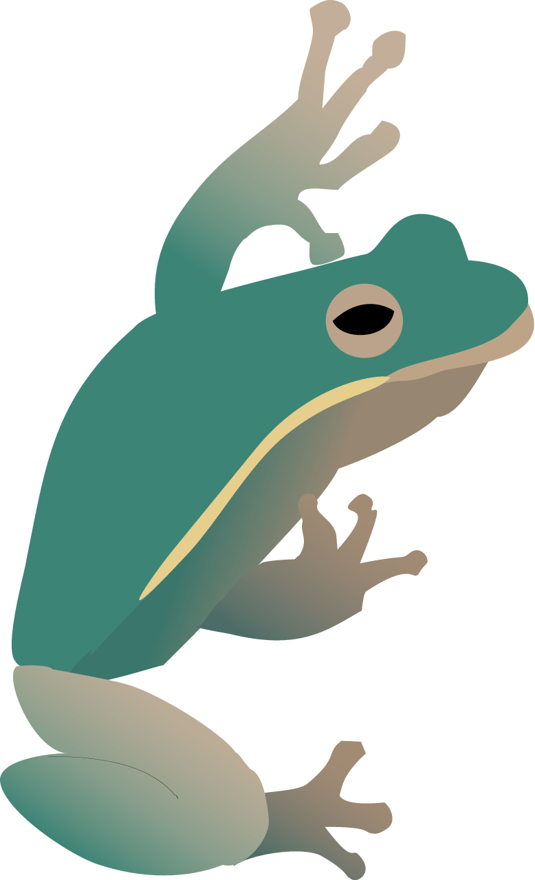 Australian Green Tree Frog Adult (Litoria Caerulea)