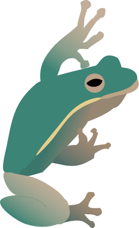Australian Green Tree Frog Adult (Litoria Caerulea)