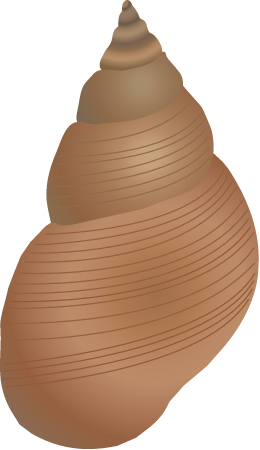 Mangrove Periwinkle (Littoraria)