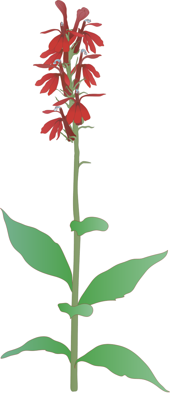 Sigarang merah
