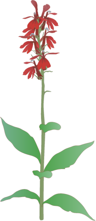 Cardinal Flower (Lobelia Cardinalis)