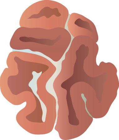 Brain Coral (Lobophyllia)