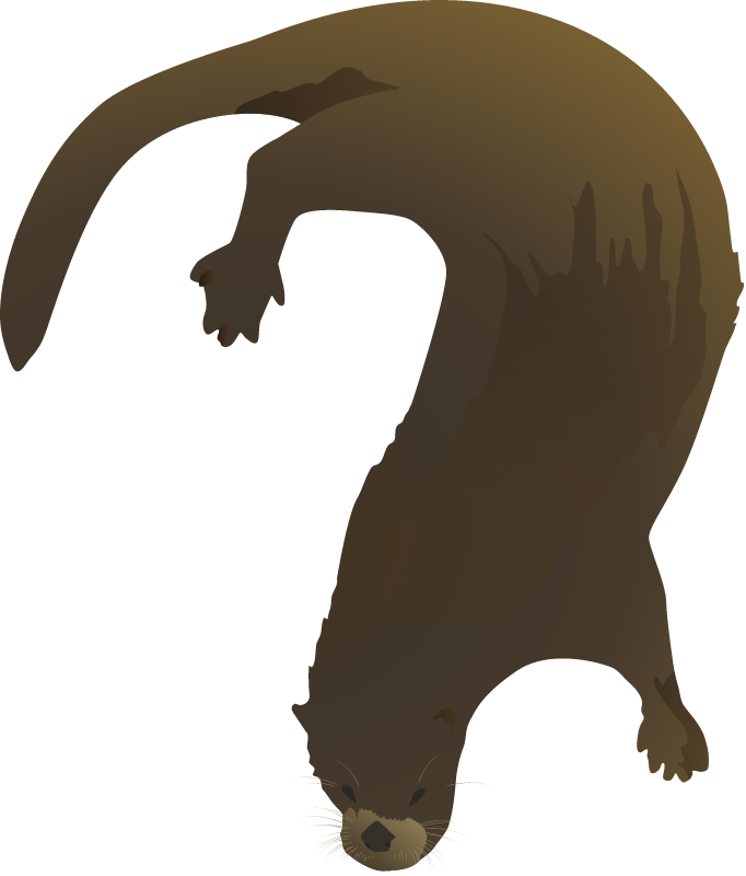 North American River Otter (Lontra Canadensis)