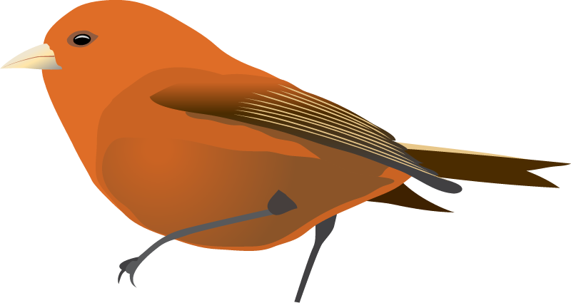 Hawaii Akepa (Loxops Coccineus)