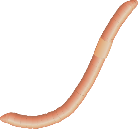 Earthworm (Lumbricus)