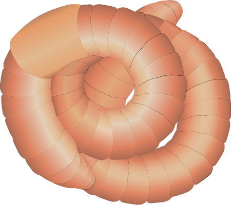 Earthworm (Lumbricus)