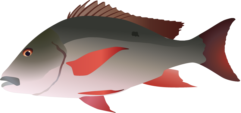 Mutton Snapper (Lutjanus Analis)