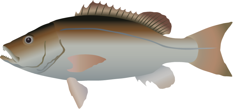 Gray Snapper (Lutjanus Griseus)
