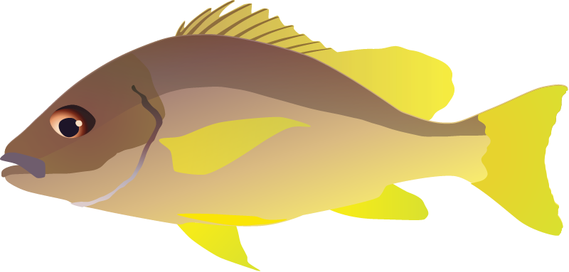 Dog Teeth Snapper (Lutjanus Jocu)