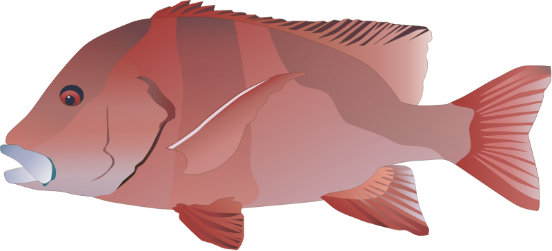 Red Emperor (Lutjanus Sebae)