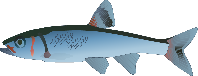 Warpaint Shiner (Luxilus Coccogenis)