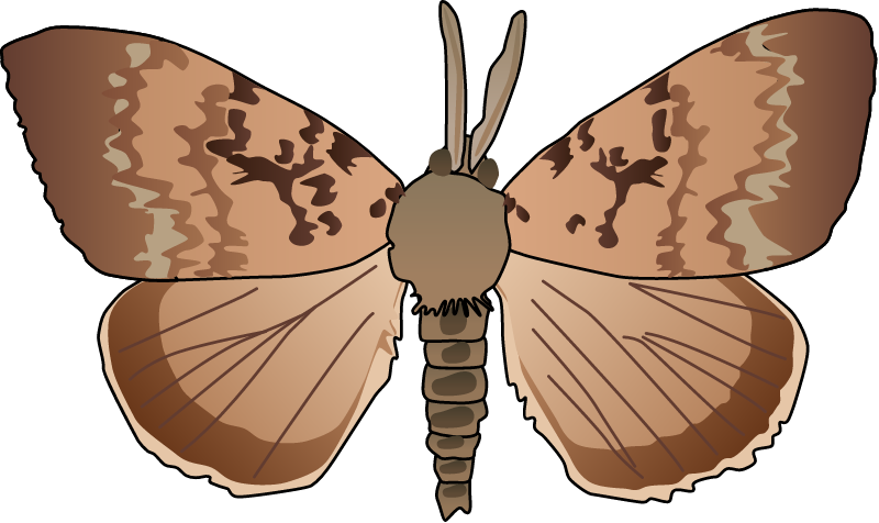 Gypsy Moth (Lymantria Dispar)