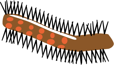 Gypsy Moth Caterpillar (Lymantria Dispar)