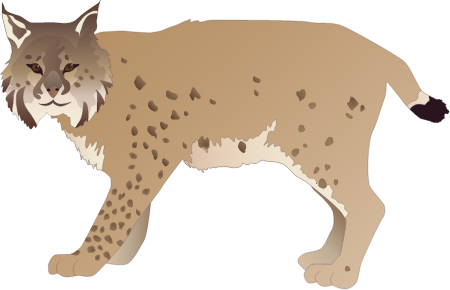 Bobcat (Lynx Rufus)