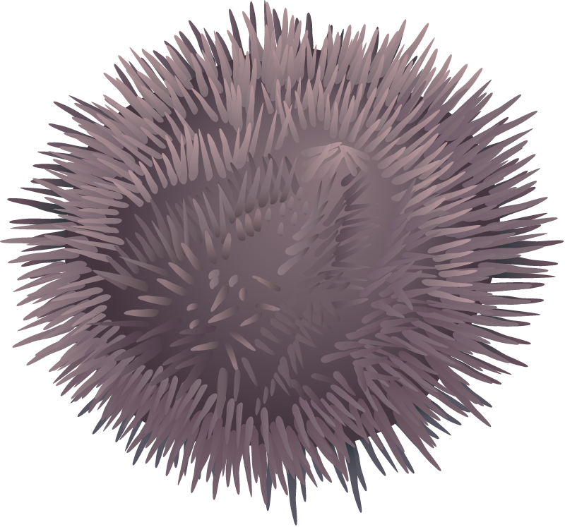 Variegated Sea Urchin (Lytechinus Variegatus)