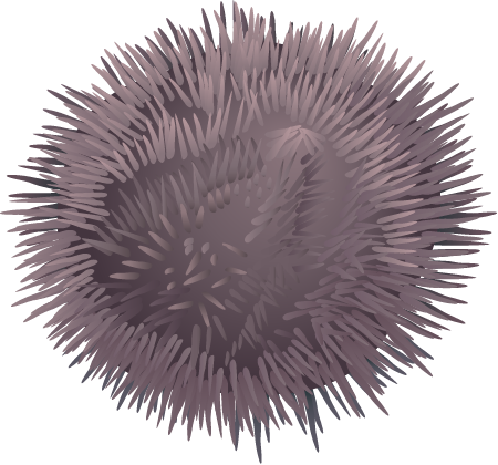 Variegated Sea Urchin (Lytechinus Variegatus)
