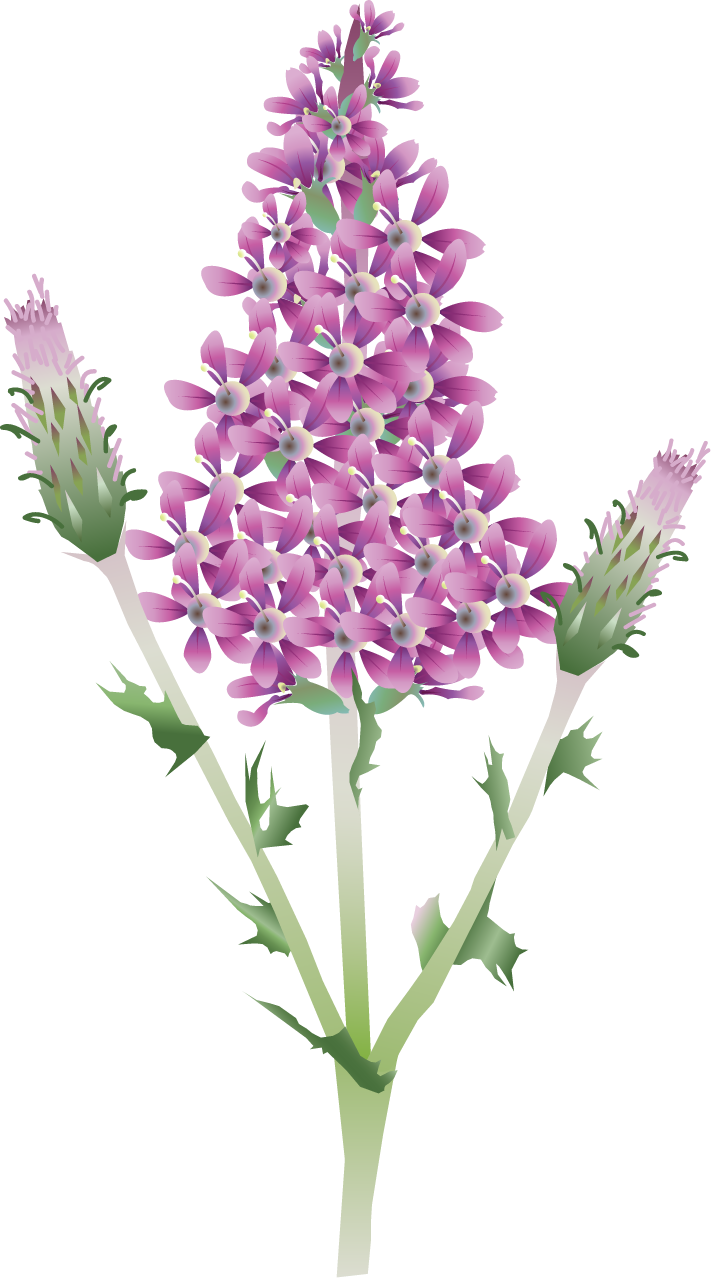 Purple Loosestrife (Lythrum Salicaria)