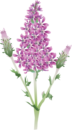 Purple Loosestrife (Lythrum Salicaria)