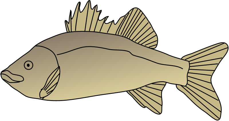 Australian Bass (Macquaria Novemaculeata)