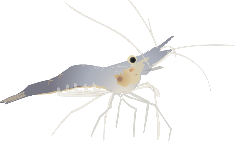 Agar River Prawn (Macrobrachium Jelskii)