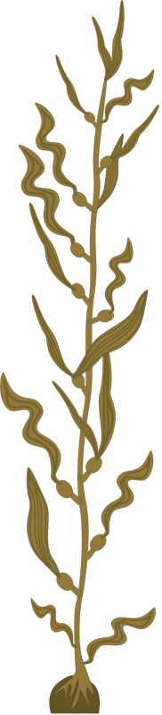 Giant Kelp (Macrocystis Pyrifera)