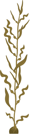 Giant Kelp (Macrocystis Pyrifera)