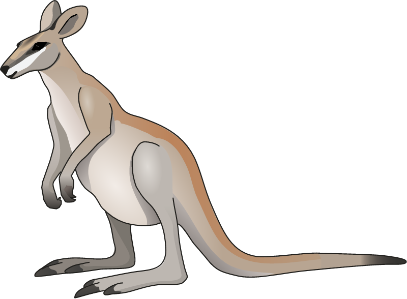 Agile Wallaby (Macropus Agilis)