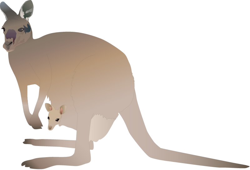 Western Grey Kangaroo Female with Joey (Macropus Fuliginosus)