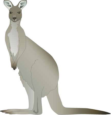 Western Grey Kangaroo Male (Macropus Fuliginosus)