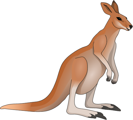 Red Kangaroo (Macropus Rufus)