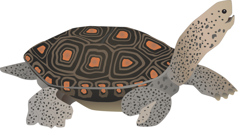 Ornate Diamondback Terrapin (Malaclemys Terrapin Macrospilota)