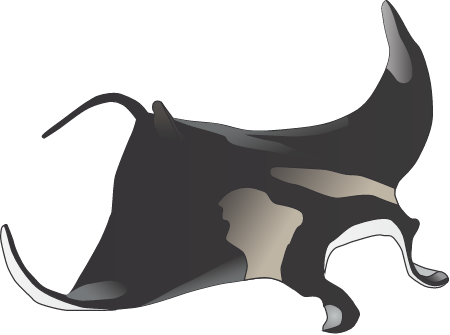 Manta Ray (Manta Birostris)