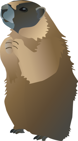 Marmot (Marmota Flaviventris)