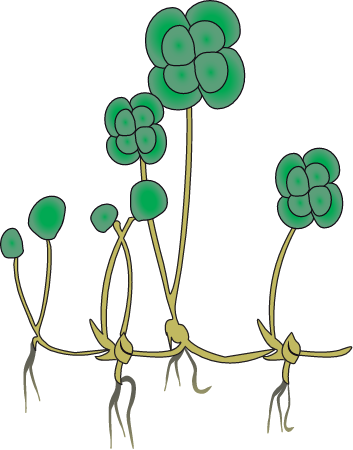 Water Clover (Marsilea)