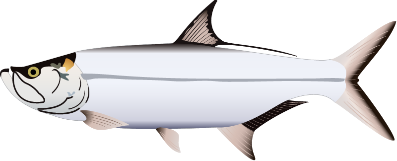 Atlantic Tarpon (Megalops Atlanticus)