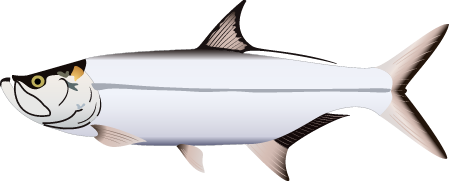 Atlantic Tarpon (Megalops Atlanticus)