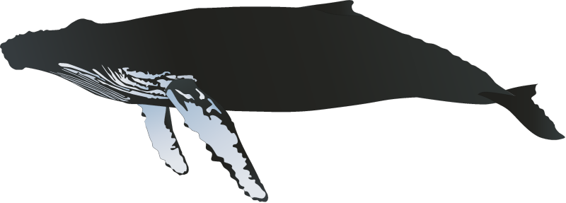 Humpback Whale (Megaptera Novaeangliae)