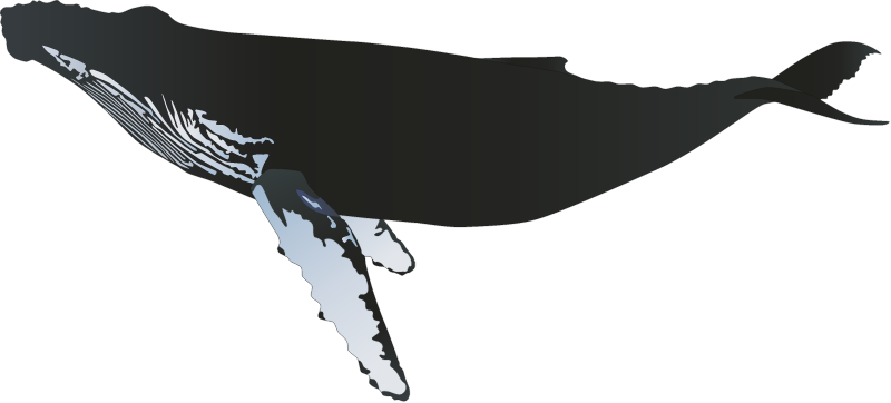 Humpback Whale (Megaptera Novaeangliae)
