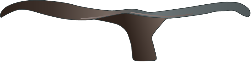 Humpback Whale Tail (Megaptera Novaeangliae)