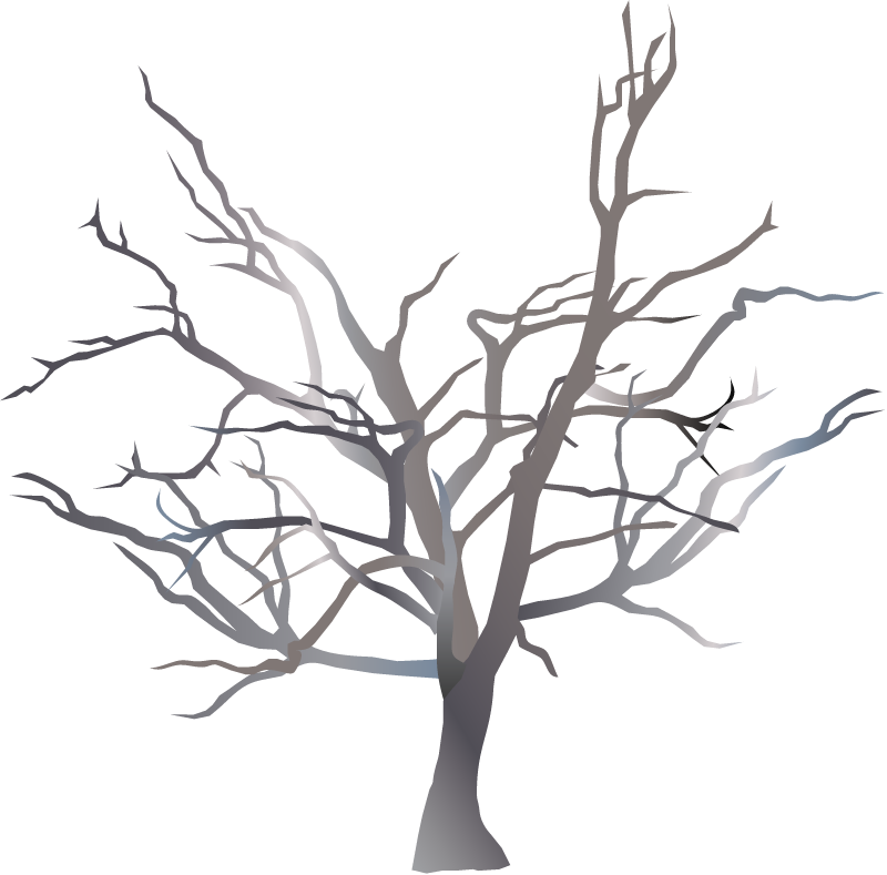 Saltwater Paperbark Dying (Melaleuca Cuticularis)