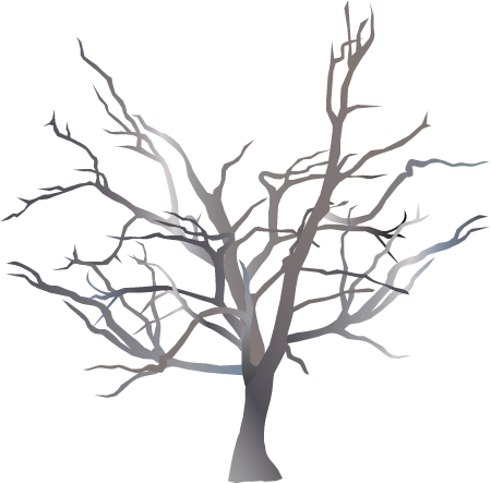 Saltwater Paperbark Dying (Melaleuca Cuticularis)