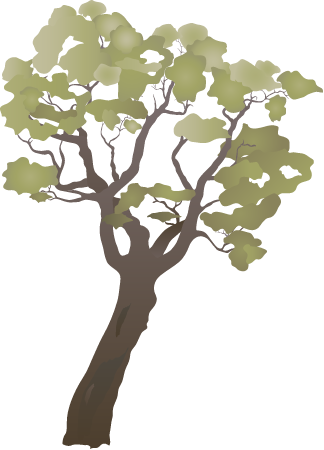 Swamp Paperbark (Melaleuca Rhaphiophylla)