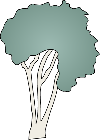 Ti Tree (Melaleuca)