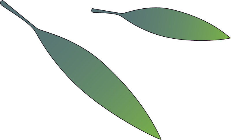 Ti Tree Leaves (Melaleuca)