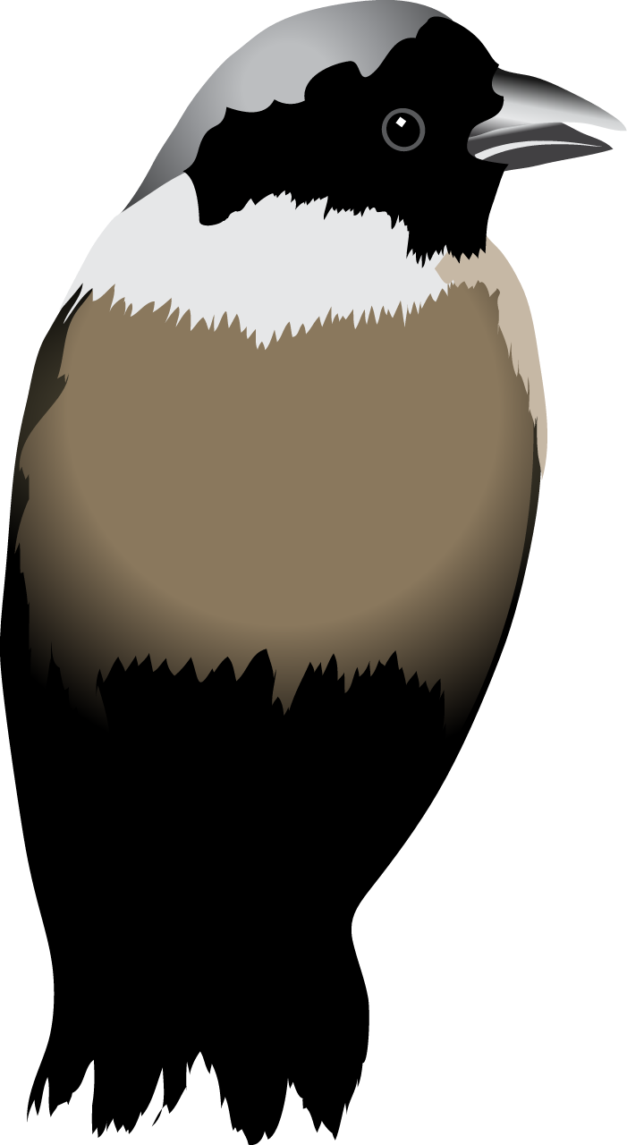 Poouli (Melamprosops Phaesoma)