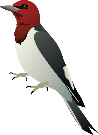 Red Headed Woodpecker (Melanerpes Erythrocephalus)