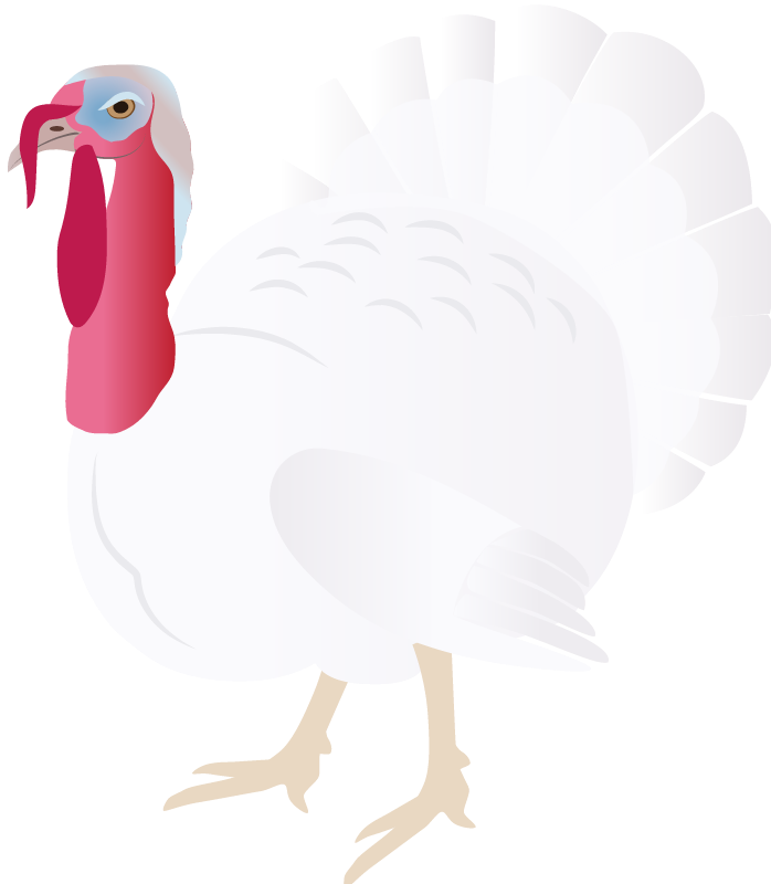 Wild Turkey (Meleagris Gallopavo)