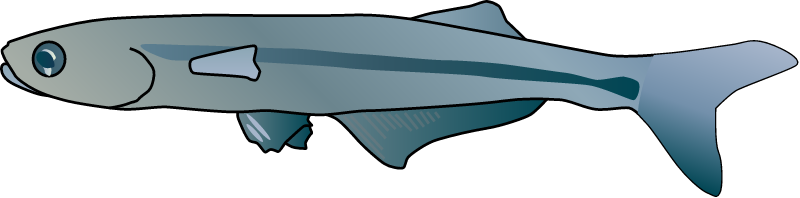 Atlantic Silverside (Menidia Menidia)