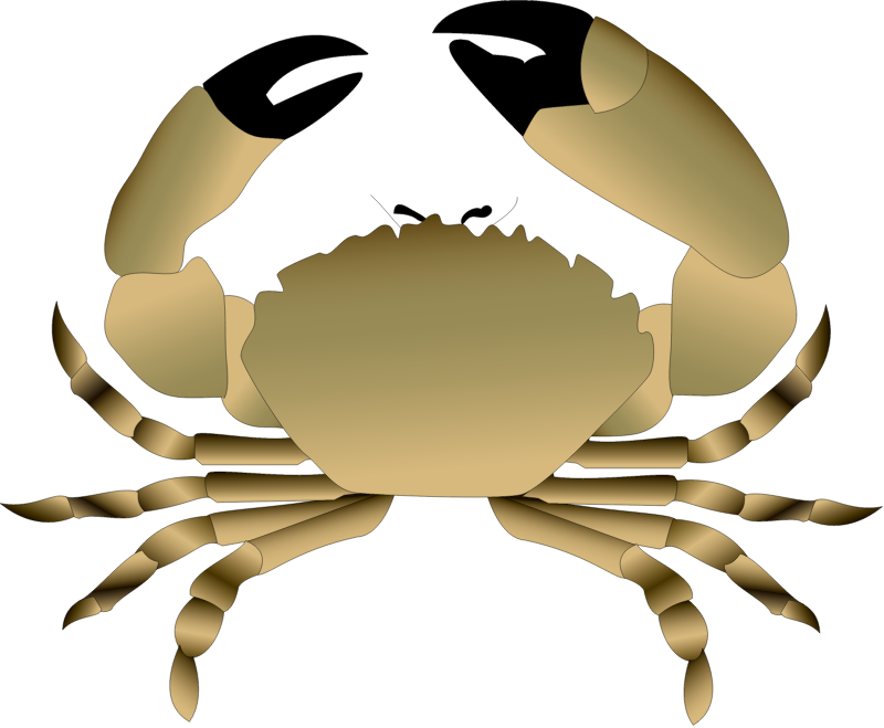 Florida Stone Crab (Menippe Mercenaria)